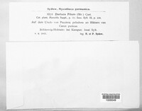 Sphaerellopsis filum image